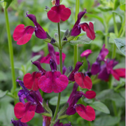 Salvia Dyson's Maroon